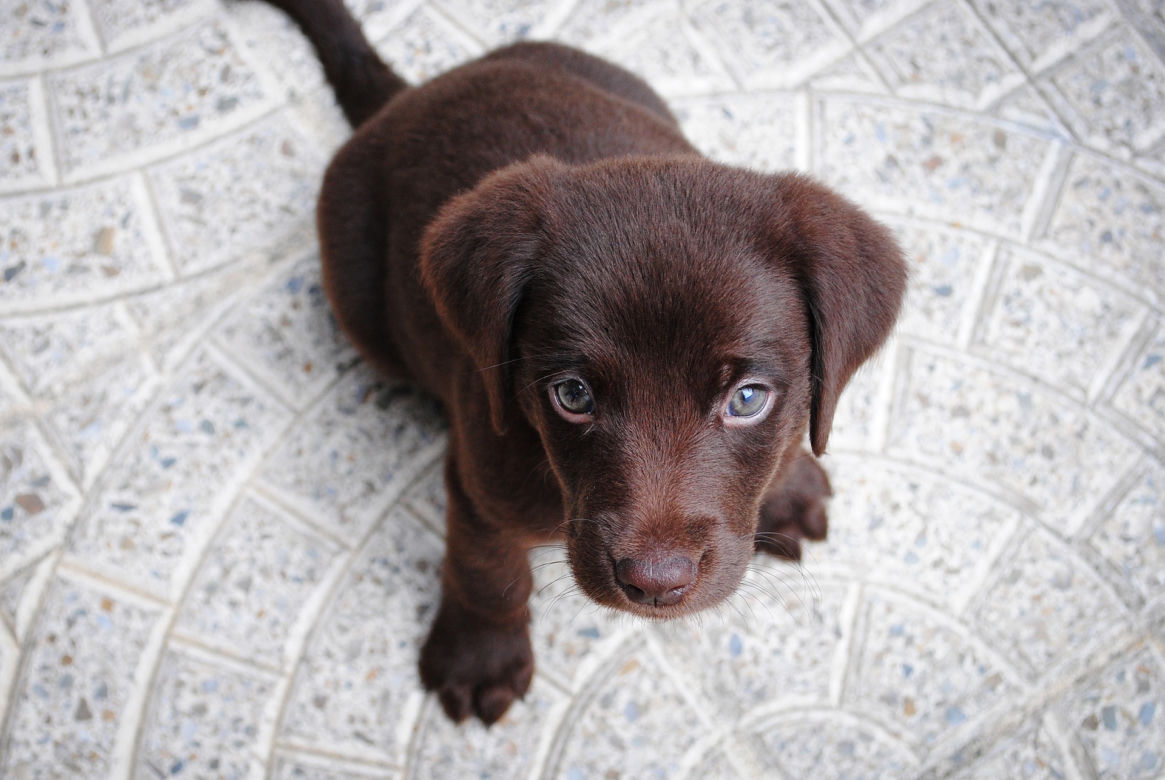LABRADOR 