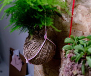Kokedama