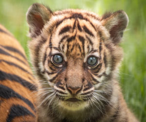 Mała tygrysica z wrocławskiego zoo otrzymała słoneczne imię