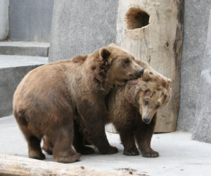 Koniec z misiami w zoo!