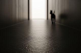 Pies z Radzynia Podlaskiego. Wracający Hachiko, co z jego losem?