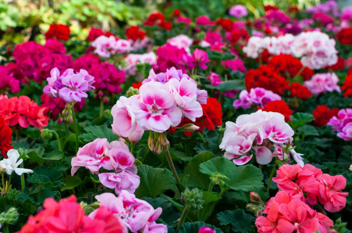 Pelargonia