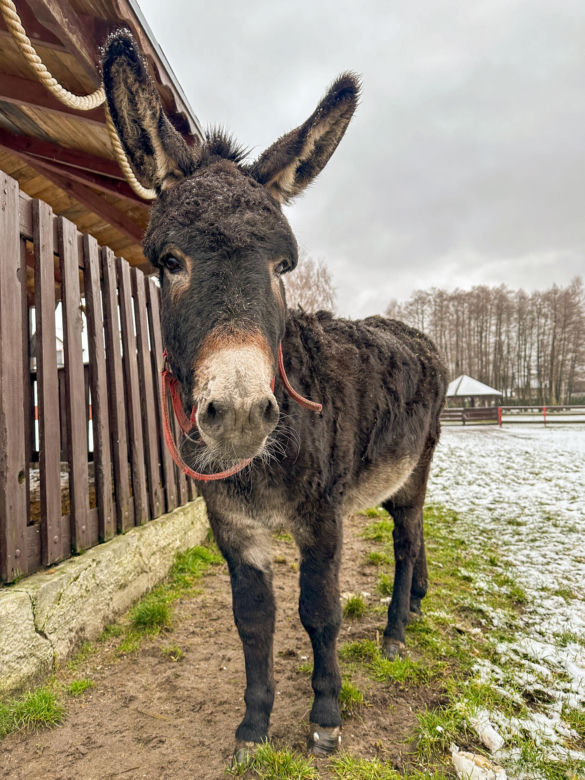 Wystraszył je huk petard. Konie, kucyki i osioł zabłąkane na środku drogi