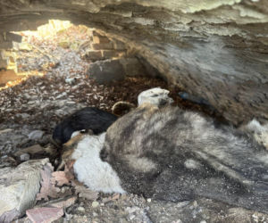 Ciała trzech psów w cmentarnej kapliczce. Prokuratura bada makabryczne odkrycie