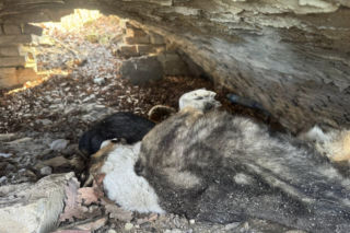 Ciała trzech psów w cmentarnej kapliczce. Prokuratura bada makabryczne odkrycie