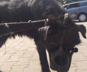 Zostawili psa w pełnym słońcu w masce Hannibala Lectera