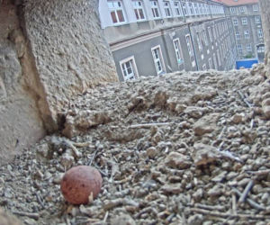 Pustułki powróciły do urzędu miasta