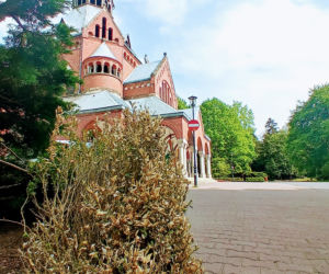 Zniszczone krzewy bukszpanu na Cmentarzu Centralnym w Szczecinie