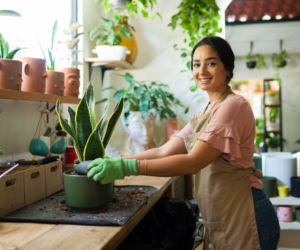 Przesadzanie sansewierii