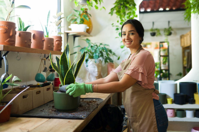 Przesadzanie sansewierii