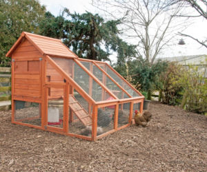 Budowa kurnika marzec 2026. Ile wydasz, zanim zaczniesz zbierać pierwsze jajka?