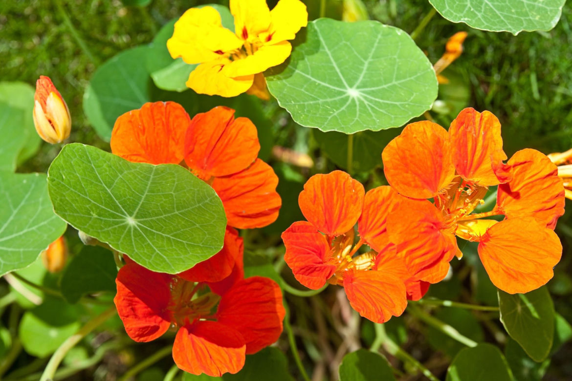 Nasturcja (Tropaeolum majus)