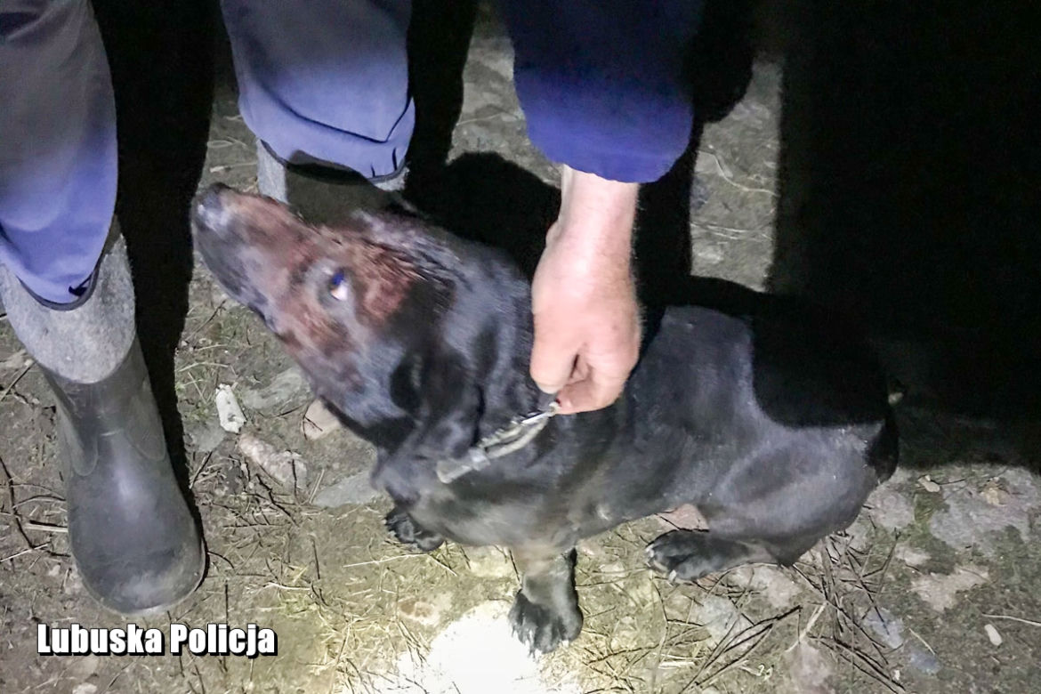 Trzciel. Uderzył psa młotkiem i zakopał go żywcem! Zdarzył się CUD [ZDJĘCIA]