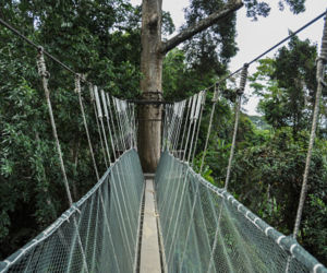 Most Canopy Walk