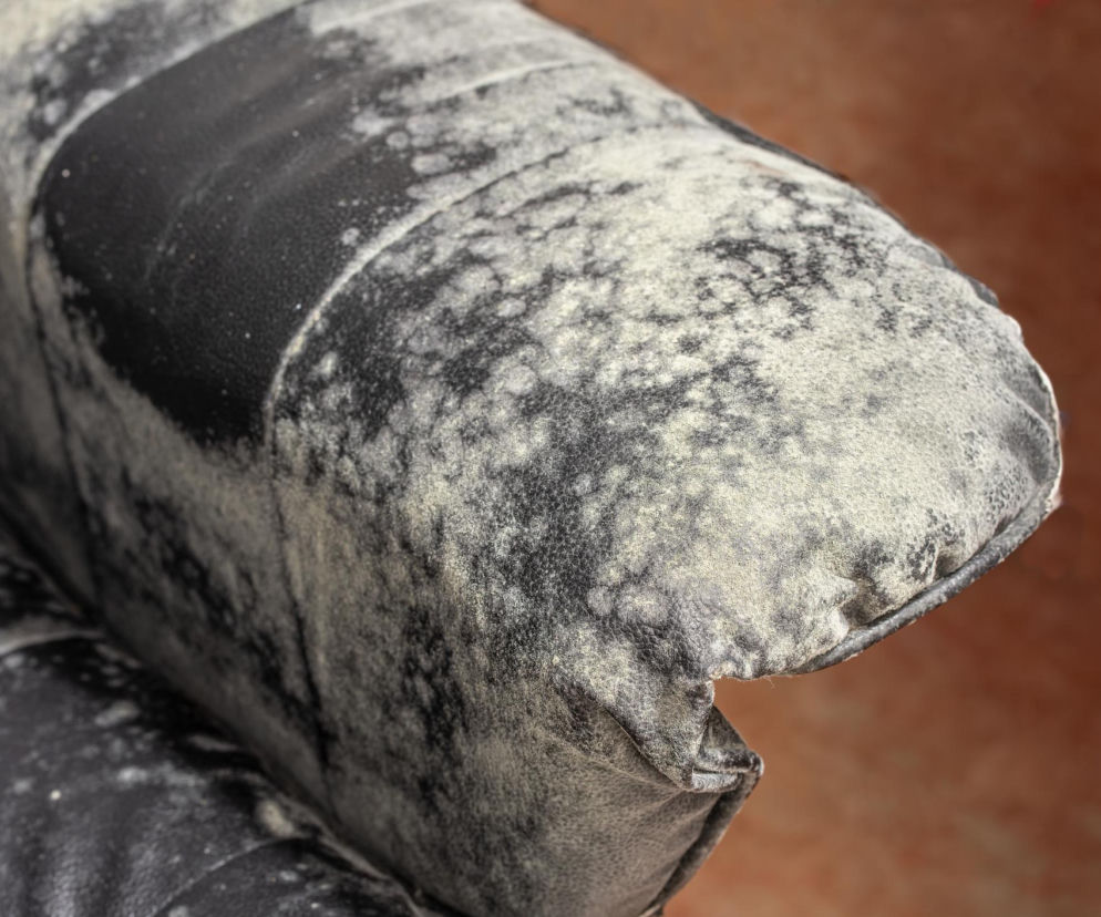 Na moich meblach pojawiła się pleśń. Wiem jak się jej pozbyć domowymi sposobami