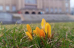 Pierwsze krokusy w Szczecinie