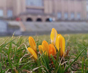 Pierwsze krokusy w Szczecinie