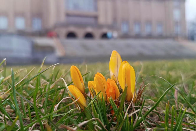 Pierwsze krokusy w Szczecinie