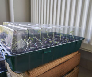 Uprawa rozsady w miniszklarence