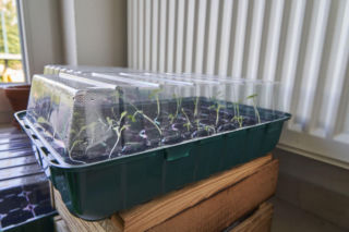 Uprawa rozsady w miniszklarence