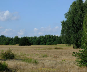 Wilk chciał mnie zagryźć