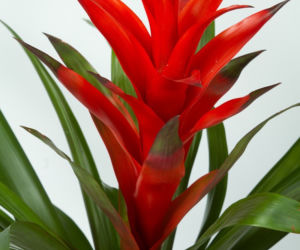 Guzmania