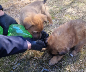 W lesie porzucono szzczenięta