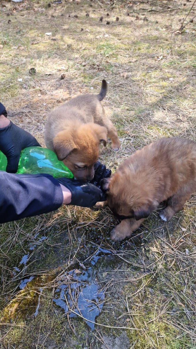 W lesie porzucono szzczenięta