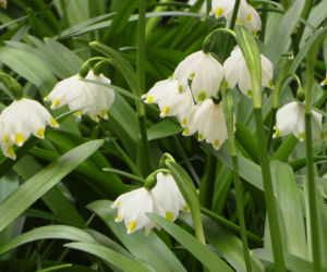 Kraków: Wiosna zawitała do Ogrodu Botanicznego [GALERIA ZDJĘĆ, WIDEO, AUDIO]