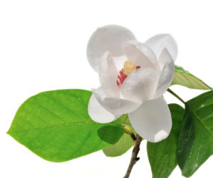 Magnolia Siebolda