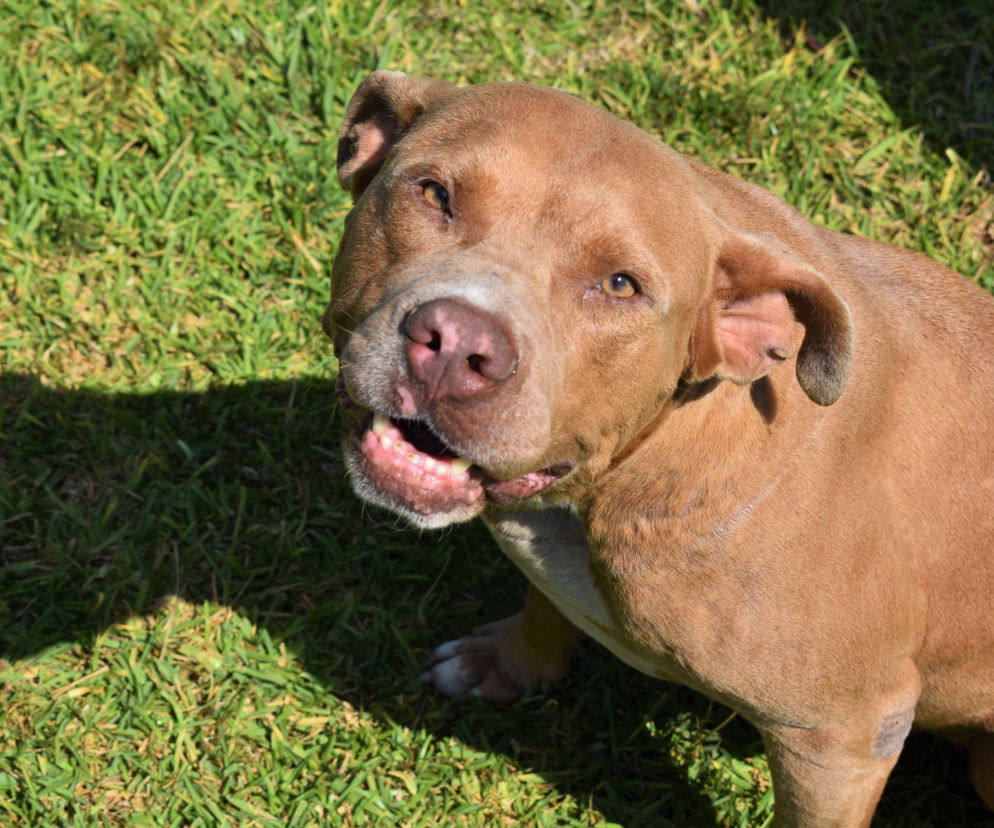 Amstaff odgryzł mężczyźnie kawałek nosa