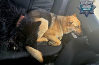 Serce się kraje. Dwa psy porzucone przy S3 czekały na właściciela