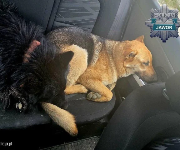 Dwa porzucone psy siedziały i czekały