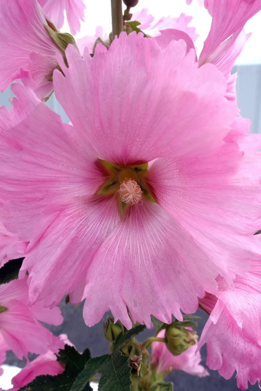 Malwa różowa (Alcea rosea)