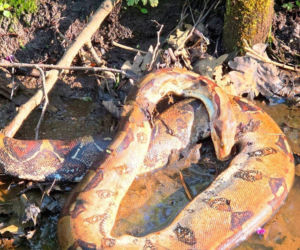 Boa dusiciel w Parku Północnym. Straż Miejska dokonała makabrycznego odkrycia