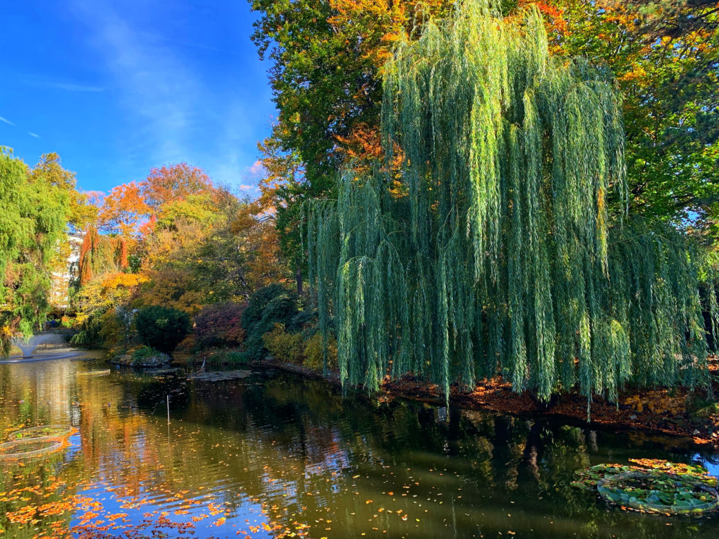 Jesień w ogrodzie botanicznym we Wrocławiu