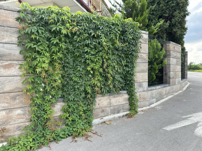 Płyty chodnikowe, palisady i stopnie schodowe, które sprawdzą się w strefie wejściowej