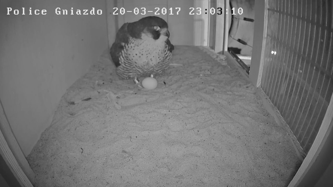 Gniazdo sokoła wędrownego w Policach