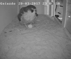 Gniazdo sokoła wędrownego w Policach