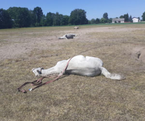 Tajemnicza śmierć 11 koni! Dramatyczne wydarzenia na pastwisku w powiecie kolskim