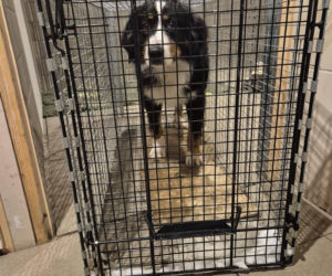 Niesamowita historia berneńczyka z Bydgoszczy! Bella wreszcie wróciła do domu