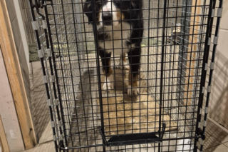 Niesamowita historia berneńczyka z Bydgoszczy! Bella wreszcie wróciła do domu