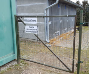 Kto pokocha podopiecznych schroniska w Henrykowie pod Lesznem