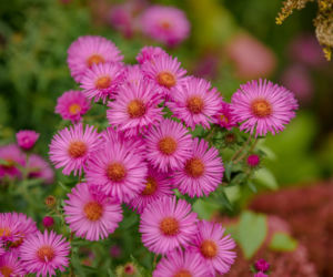 Aster nowoangielski