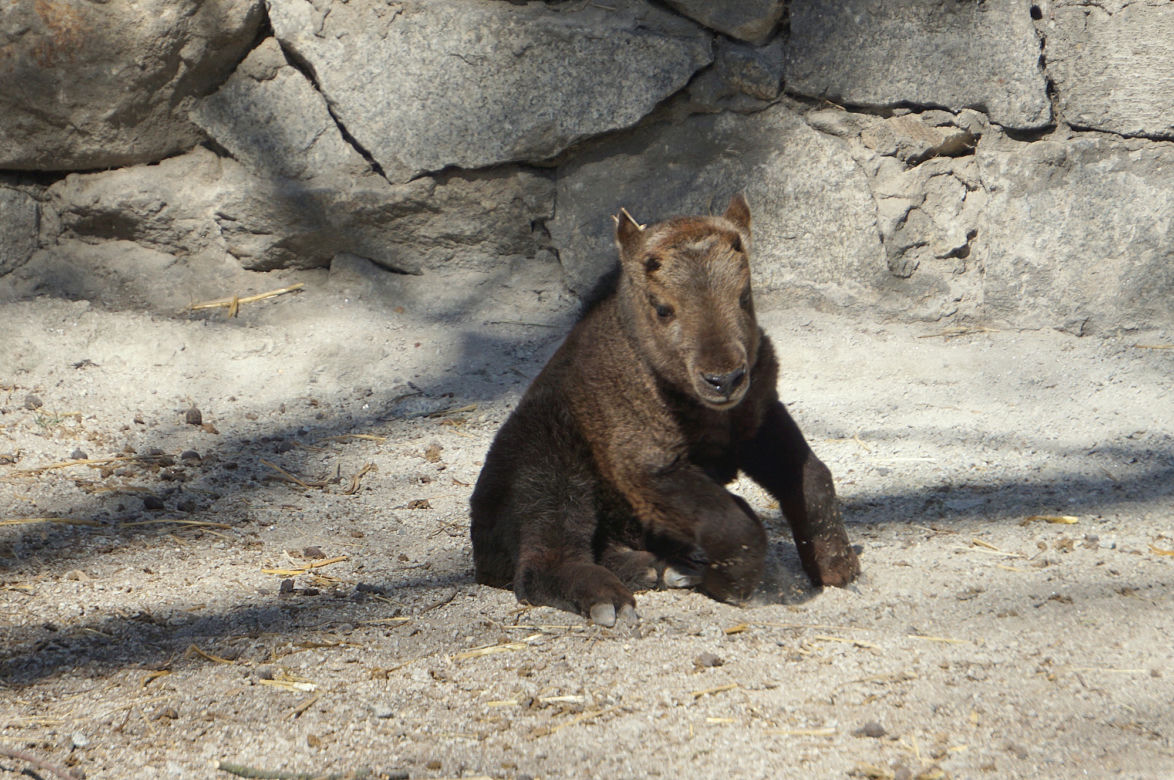 We wrocławskim zoo urodził się drugi w Polsce takin złoty