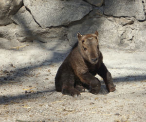 We wrocławskim zoo urodził się drugi w Polsce takin złoty