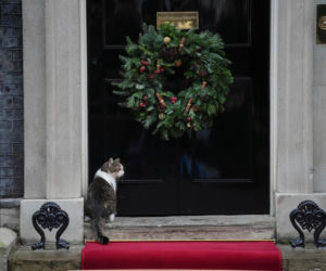 Oto Larry. Chief Mouser to the Gabinet Office