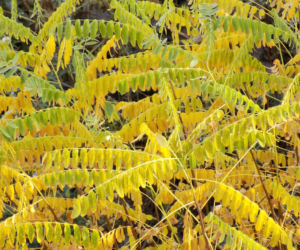 Amorfa krzewiasta (Amorpha fruticosa)