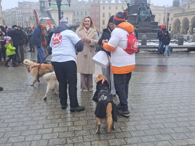34. finał WOŚP w Krakowie. Golden Retrievery na Rynku Głównym
