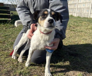 Niemałe pieniądze z akcji „Ciastko z Misją”. Dla schroniska w Henrykowie koło Leszna